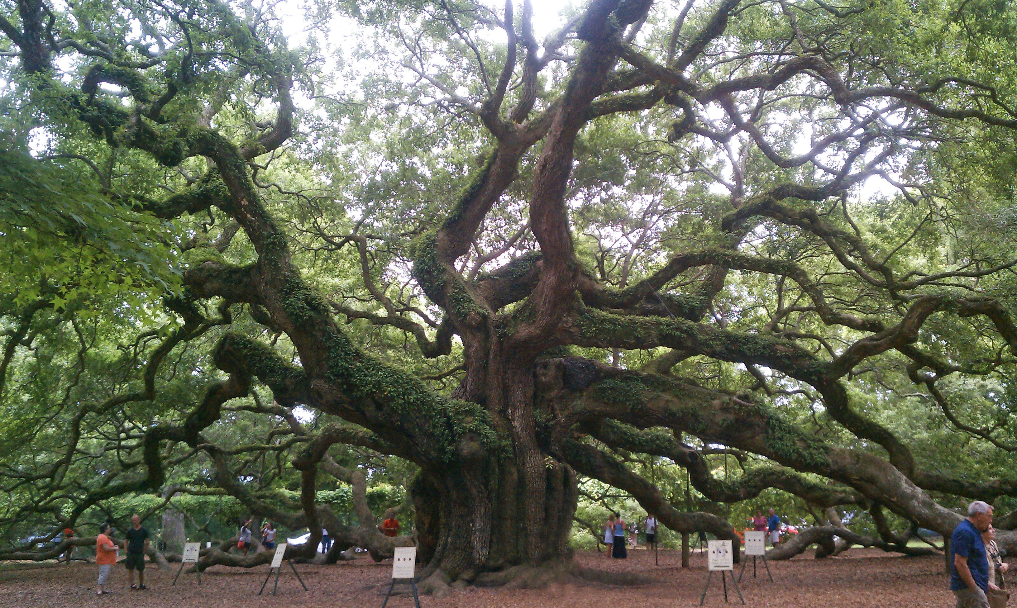 Angel oak tree in Charleston SC 