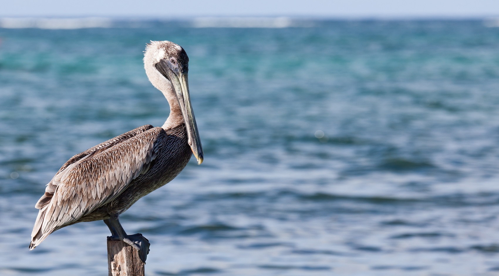 Pelican on dock in front of water 