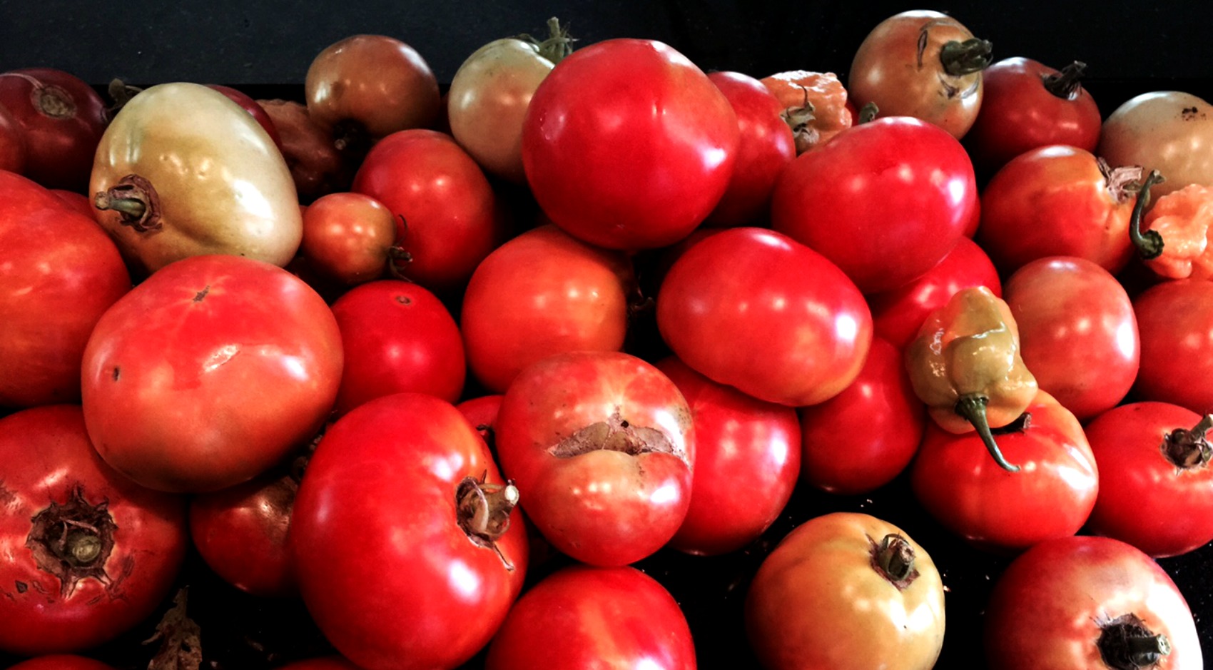 Johns Island tomatoes 
