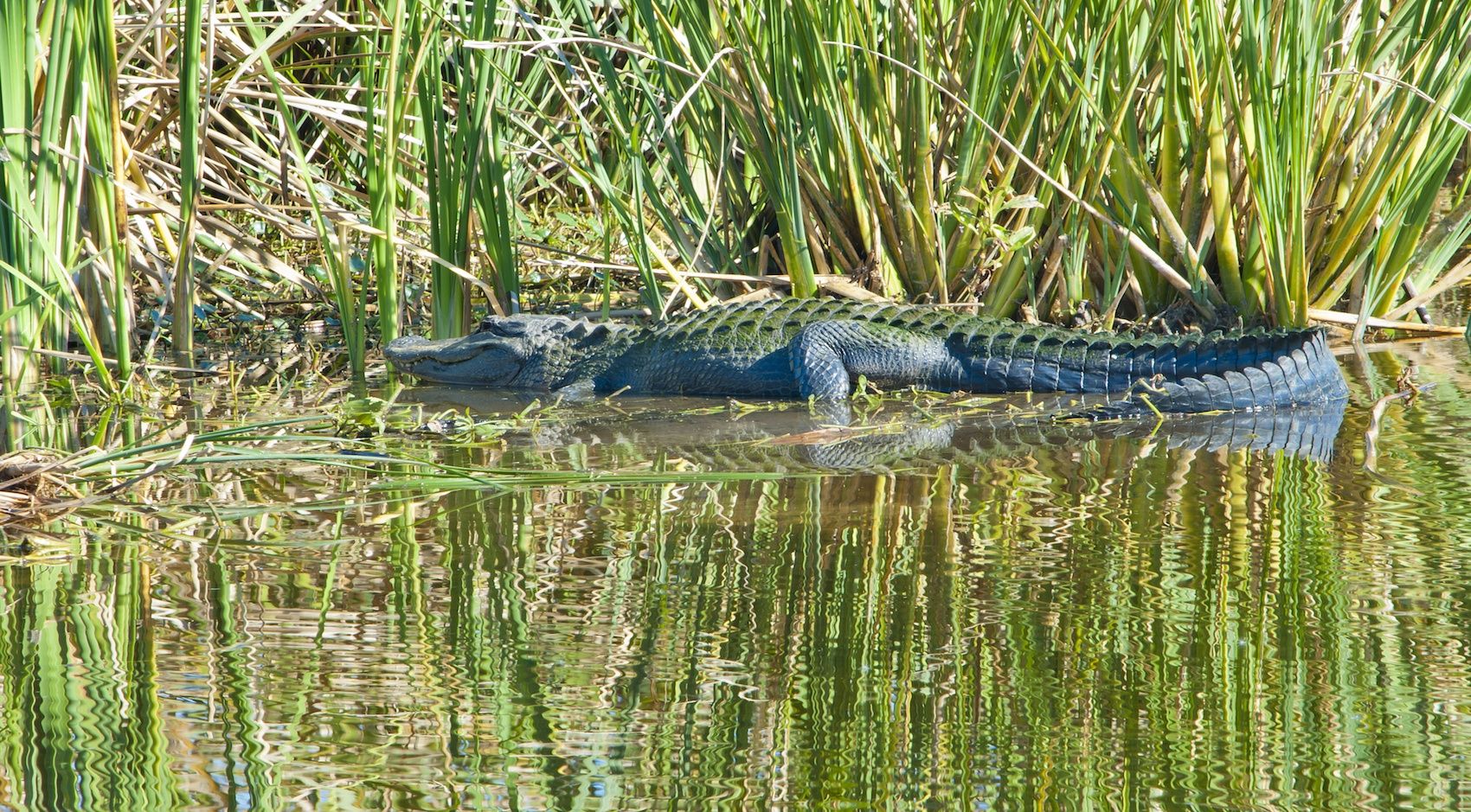 Alligator in marsh 