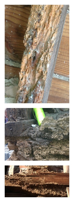 termite damage collage 